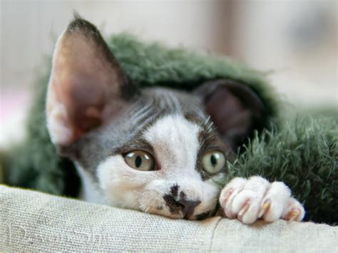Devon Rex Kittens For Sale Best Quality Worldwide Delivery
