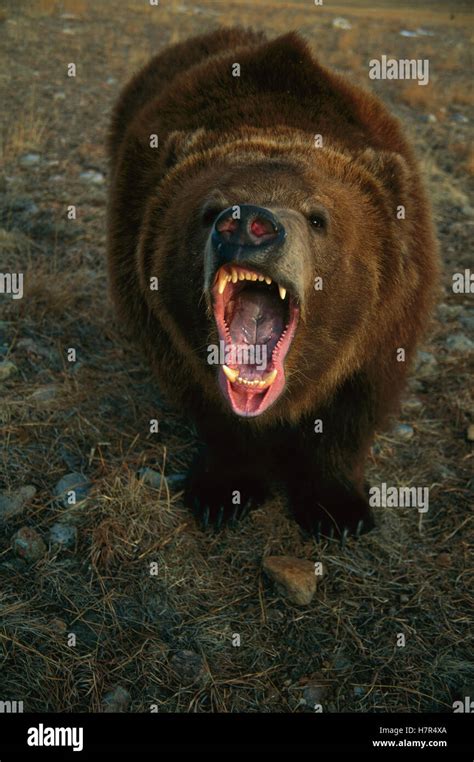 Grizzly Bear Ursus Arctos Horribilis Calling Colorado Stock Photo