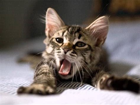 50 pairs of cute couple phone. Gambar Kucing Untuk Profil Wa - 81021+ Nama Untuk Kucing ...