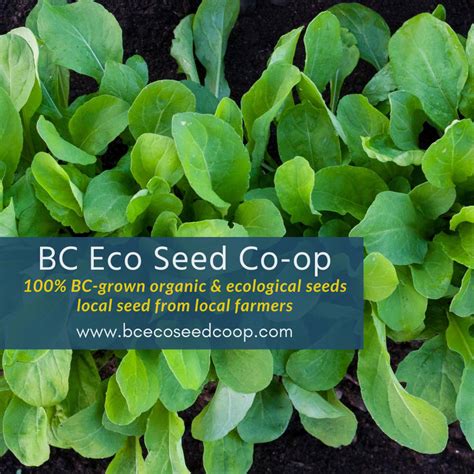 Bc Eco Seed Co Op Organic Seed Alliance