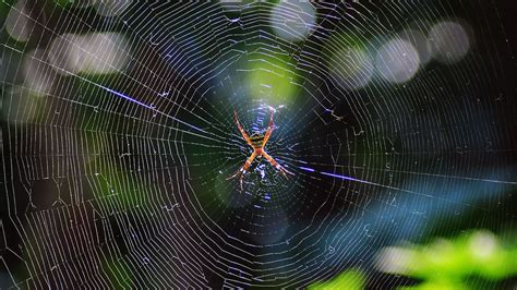 Spiders Can Spin Webs Of Silk Stronger Than Steel Howstuffworks