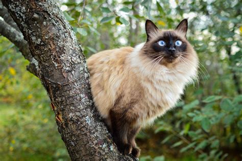 Siamese Himalayan Cats Hypoallergenic Cat Meme Stock Pictures And Photos