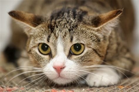 They have the classic form of a typical cat and along with in appearance, most domestic shorthair kittens are basically miniature adults. Breed Review: Domestic Shorthair Cat - Argos Pet Insurance