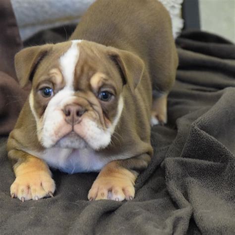 Sold Chocolate Tri Bulldog Puppy Bulldog Angels Siess Ranch Bulldogs