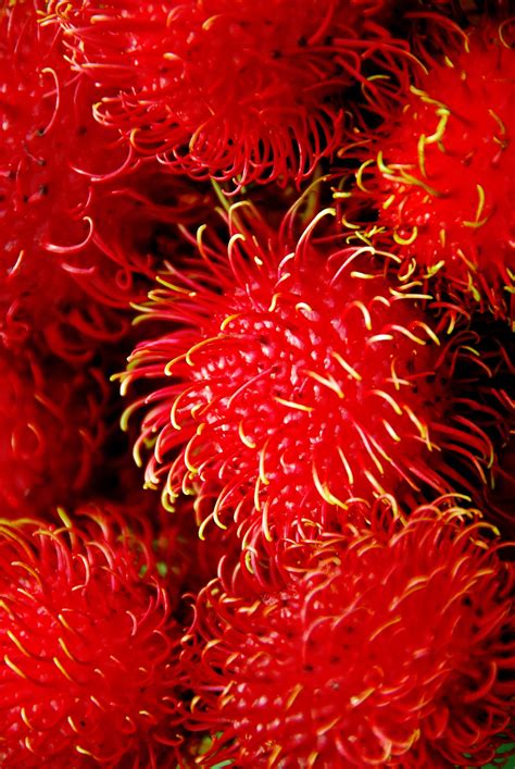 Rambutan The Fruit Is Covered With A Spiky Leathery Red Skin And Is Very Popular With The