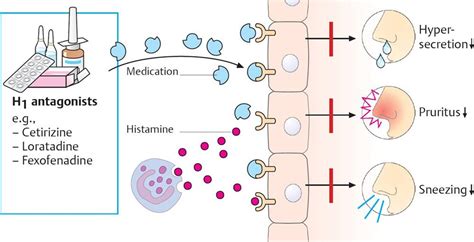 Mechanism of action nasal steroids. Drugs Acting on the Respiratory System - Pharmacology - An ...