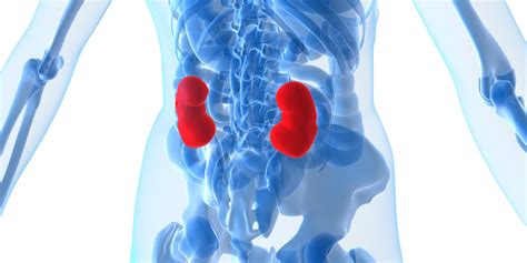 Kidney tumor overview and symptoms. What Everyone Should Know About Kidney Cancer | HuffPost