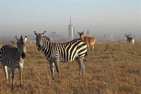Early Morning Half Day Mini Safari To Nairobi National Park Triphobo