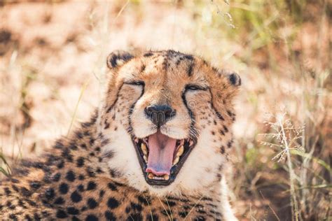 Smiling Cheetah Namibia Africa Stock Photo Image Of Game Africa