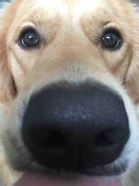Dog Close Up Animal Noses Cute Dog Pictures Animal Close Up