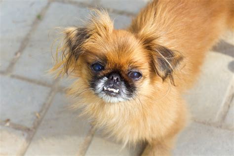 Affection ️ Pekingese For A Walk Puppy Dog Image Licensed