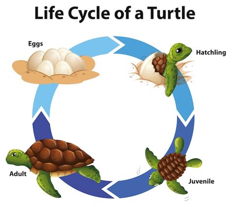 Free Vector Diagram Showing Life Cycle Of Sea Turtle
