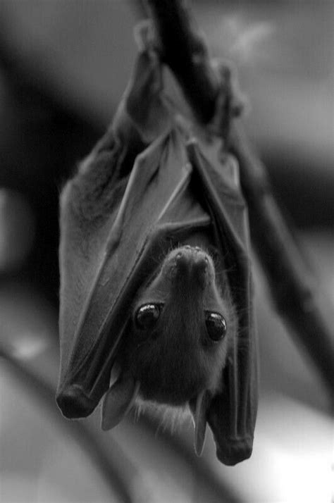 Pin By Erica Cote On Bats Animals Wild Cute Bat Animals Beautiful