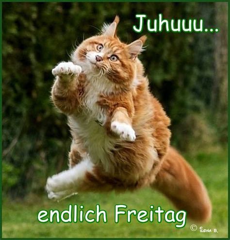 Pasi und yannick reden über verschiedenste themen kreuz und quer und nie mit blatt vor dem mund, ihr rabauken. endlich Freitag | Fette katzen, Lustige tiere, Tiere