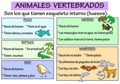 Incredible Kids Piedrahita Animales Vertebrados E Invertebrados