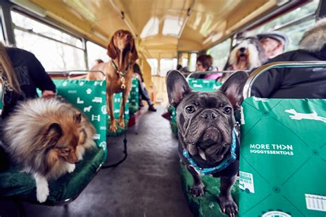 K9 Routemaster Bus Tour For Dogs Launches In London