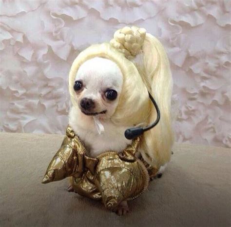 This Chihuahua Is Ready For Halloween Pet Halloween Costumes Funny