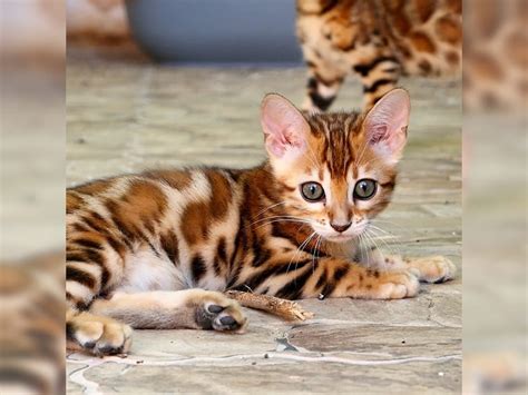 Wunderschöne Und Verschmuste Bengalkitten Hamburg Bengal Cat Deine Tierweltde