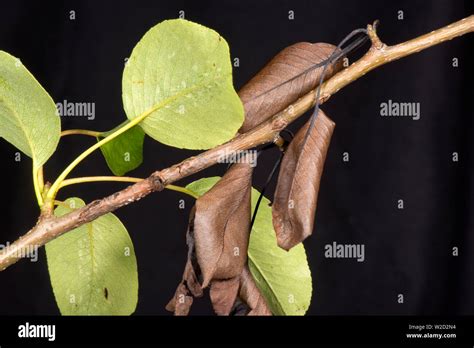 Nectria Pear Canker Neonectria Ditissima Lesion With Living Green And