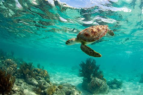 7 Datos Sorprendentes Sobre Las Tortugas Marinas Mimusmx