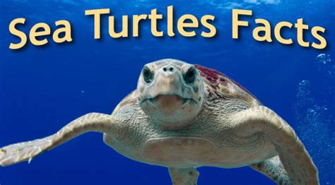 Incredible Infographic With Relevant Information About Sea Turtles