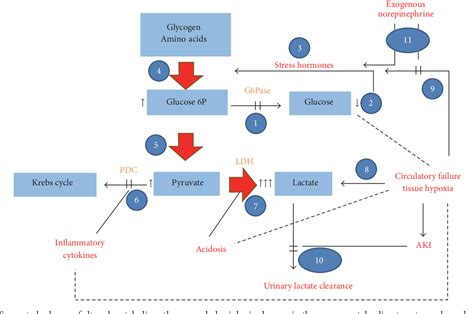 Figure 2 From Recoverable Record High Lactic Acidosis In A Patient