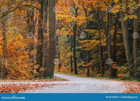 Autumn Forest Road In The Netherlands Stock Image Image Of Highway