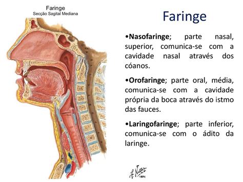 Anatomia Faringe Anatomia I