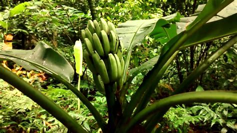 Arvore Banana De Macaco