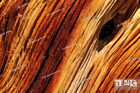 Weathered Wood Of An Ancient Bristlecone Pine Pinus Longaeva Great