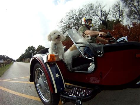 Dogs In Sidecars Dogs In Sidecars Usca Sidecar Forum United