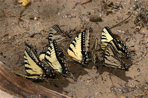 Tiger Swallowtails Puddling Papilio Glaucus Bugguide Net