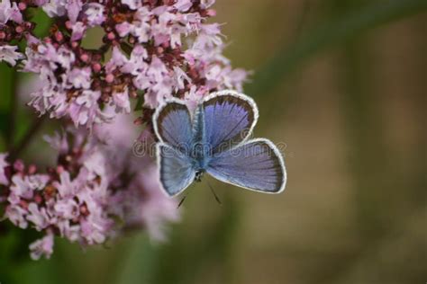 A Beautiful Blue Butterfly On A Flower Stock Image Image Of Nature