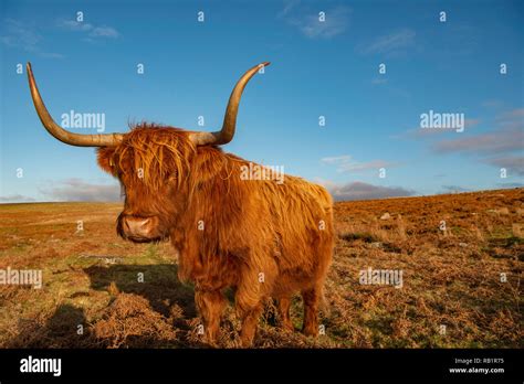 Highland Cow On Dartmoor Stock Photo Alamy