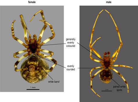 Theridiidae Key