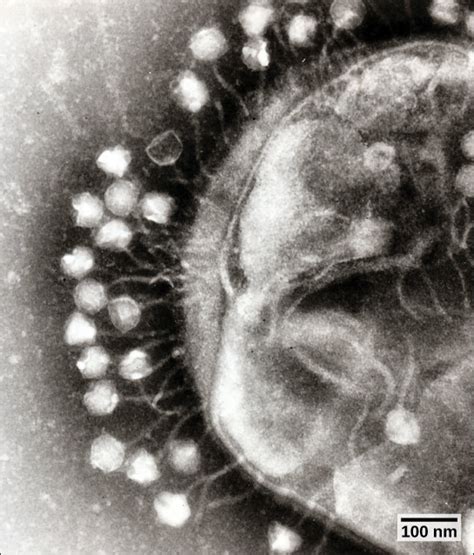 Biology Biological Diversity Viruses Virus Infections And Hosts