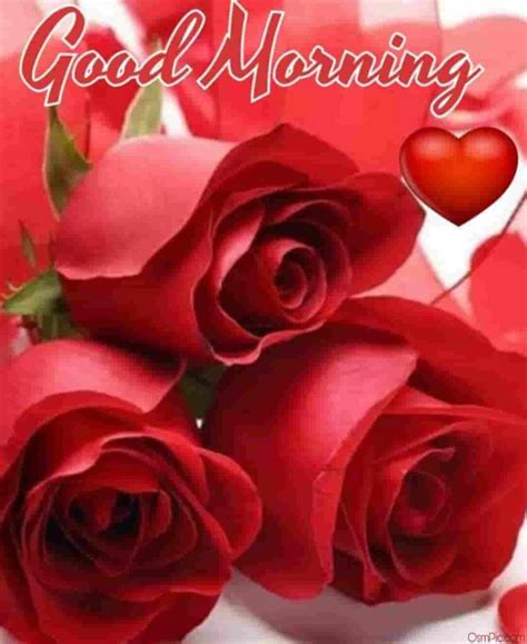See more ideas about beautiful roses, red roses wallpaper, red roses. 55 Good Morning Rose Flowers Images Pictures With Romantic ...