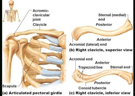Diagram Of The Clavicle Skeletal System Anatomy Human Anatomy And