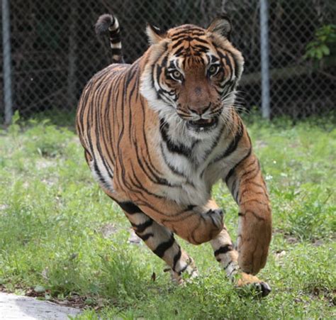 Can You Run From A Tiger Quizzclub