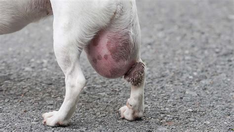 How Do You Tell If A Growth On A Dog Is Cancerous Tur Tips Blog