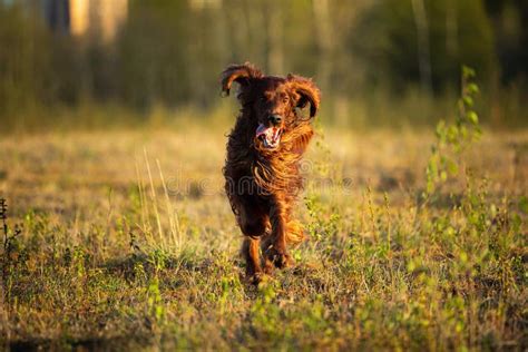 Hunting Irish Setter Dog Running On Field Stock Image Image Of Hound