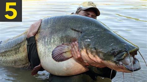 Biggest Fish In The World Caught