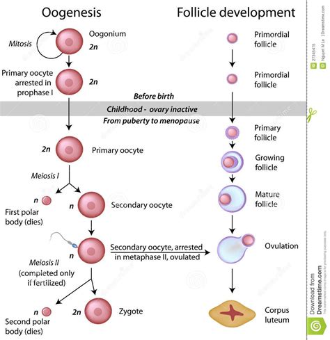 Difference Between Spermatogenesis And Oogenesis Ethenteschwartz