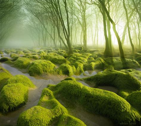 A Beautiful Swamp In Romania The Moss Swamp Rpics