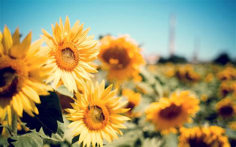 Sunflower Garden Hd Flowers 4k Wallpapers Images Backgrounds