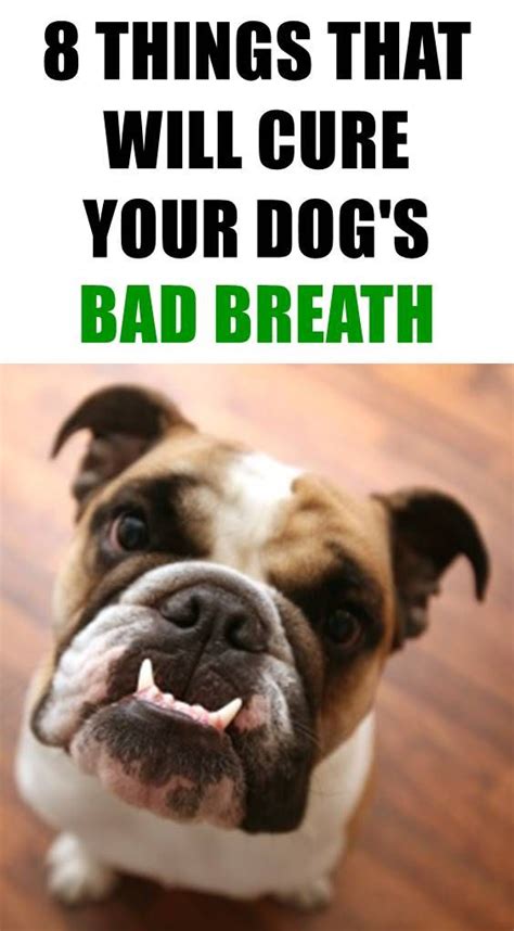 How To Get Rid Of Your Dog S Bad Breath Artofit