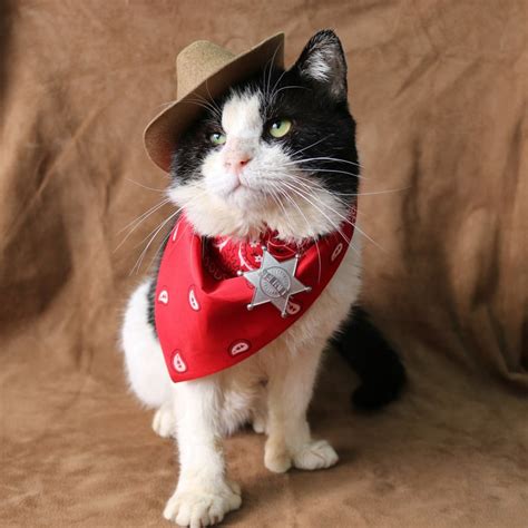 160 Country Cat Names Great Ideas For Your Western Cat Excited Cats
