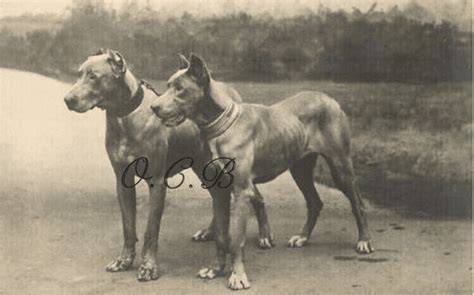 Great Dane Jackals Old Country Blood