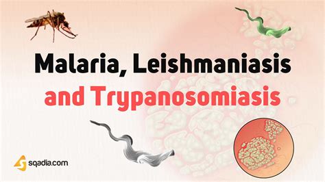 Malaria Leishmaniasis And Trypanosomiasis