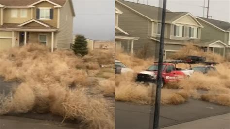 watch tumbleweeds invade small western town